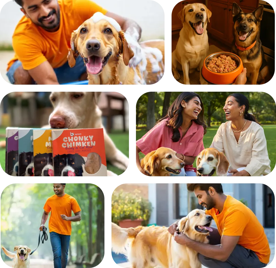 Go Paws Grooming